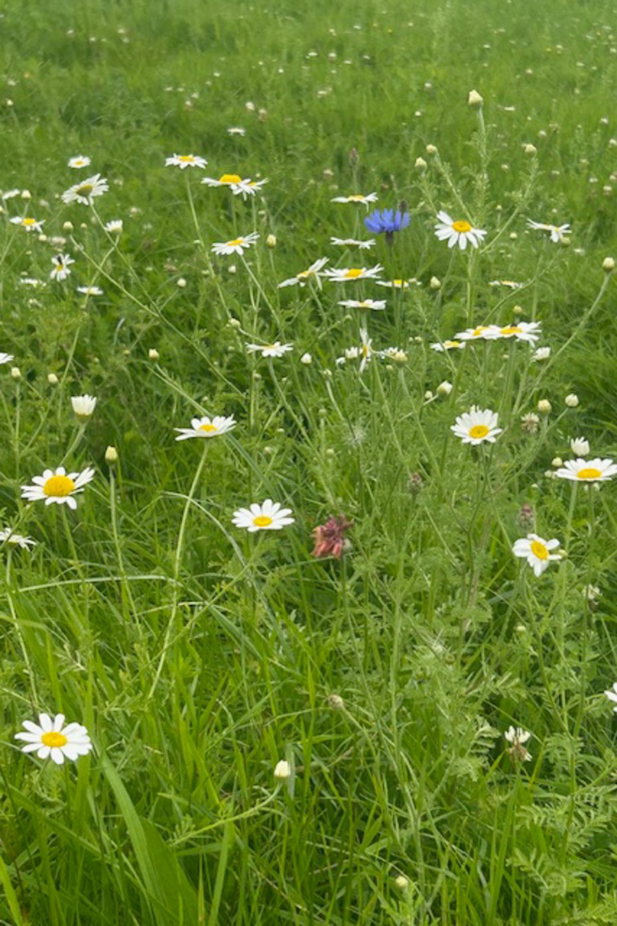 Images for Helms Deep, Long Lane, Barnacre, Garstang, Lancashire, PR3 1RN