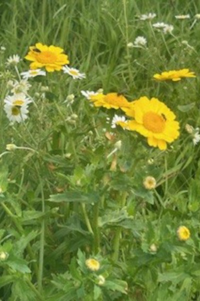 Images for Helms Deep, Long Lane, Barnacre, Garstang, Lancashire, PR3 1RN EAID:Regan Hallworth BID:Regan & Hallworth- Wigan